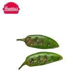 grilled jalapenos