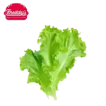 lettuce